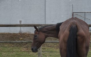 cheval-bien-etre-du-cheval-2020-les-amis-du-cheval-strasbourg