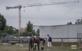 bien-etre-cheval-2020-cheval-membres-les-amis-du-cheval-strasbourg