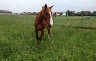 Benji-association-les-amis-du-cheval-strasbourg