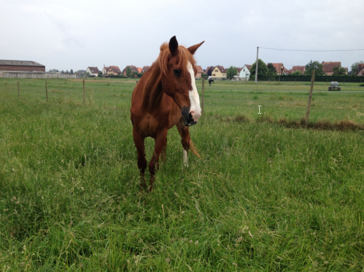 Benji-association-les-amis-du-cheval-strasbourg