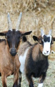 Daisy-Canaille-et-Voyou-chevre-association-les-amis-du-cheval-strasbourg