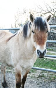 Favella-du-Hechner-les-amis-du-cheval-strasbourg