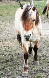 First-les-amis-du-cheval-strasbourg