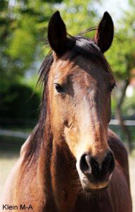 Grace-de-la-Kombach-les-amis-du-cheval-strasbourg