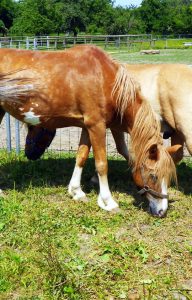 Habeille-de-Bonjac-et-Vanille-association-les-amis-du-cheval-de-strasbourg