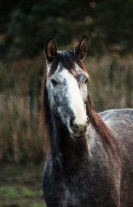 Tajic-les-amis-du-cheval-strasbourg