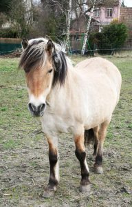 Uriel-association-les-amis-du-cheval-de-strasbourg Uriel-les-amis-du-cheval-strasbourg