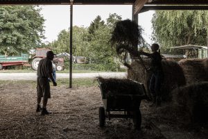 foin-association-les-amis-du-cheval-strasbourg