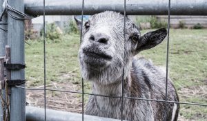 chevre-association-les-amis-du-cheval-strasbourg