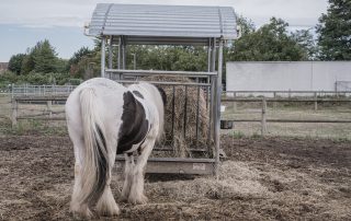 cheval-mangeant-foin-les-amis-du-cheval-de-strasbourg