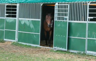 cheval-boxes-exterieur-association-amis-du-cheval-strasbourg