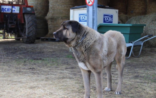 Caroline-association-les-amis-du-cheval-strasbourg