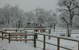 carriere-chevaux-les-amis-du-cheval-strasbourg