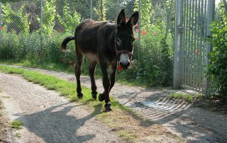 Charele-association-les-amis-du-cheval-de-strasbourg