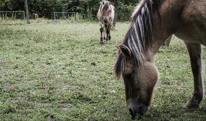 chevaux-association-les-amis-du-cheval-strasbourg