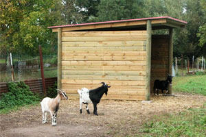 chevres-boxes-exterieurs-les-amis-du-cheval-strasbourg