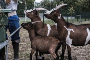 Don-association-les-amis-du-cheval-strasbourg