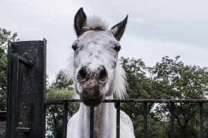 parrainage-chevaux-association-les-amis-du-cheval-strasbourg