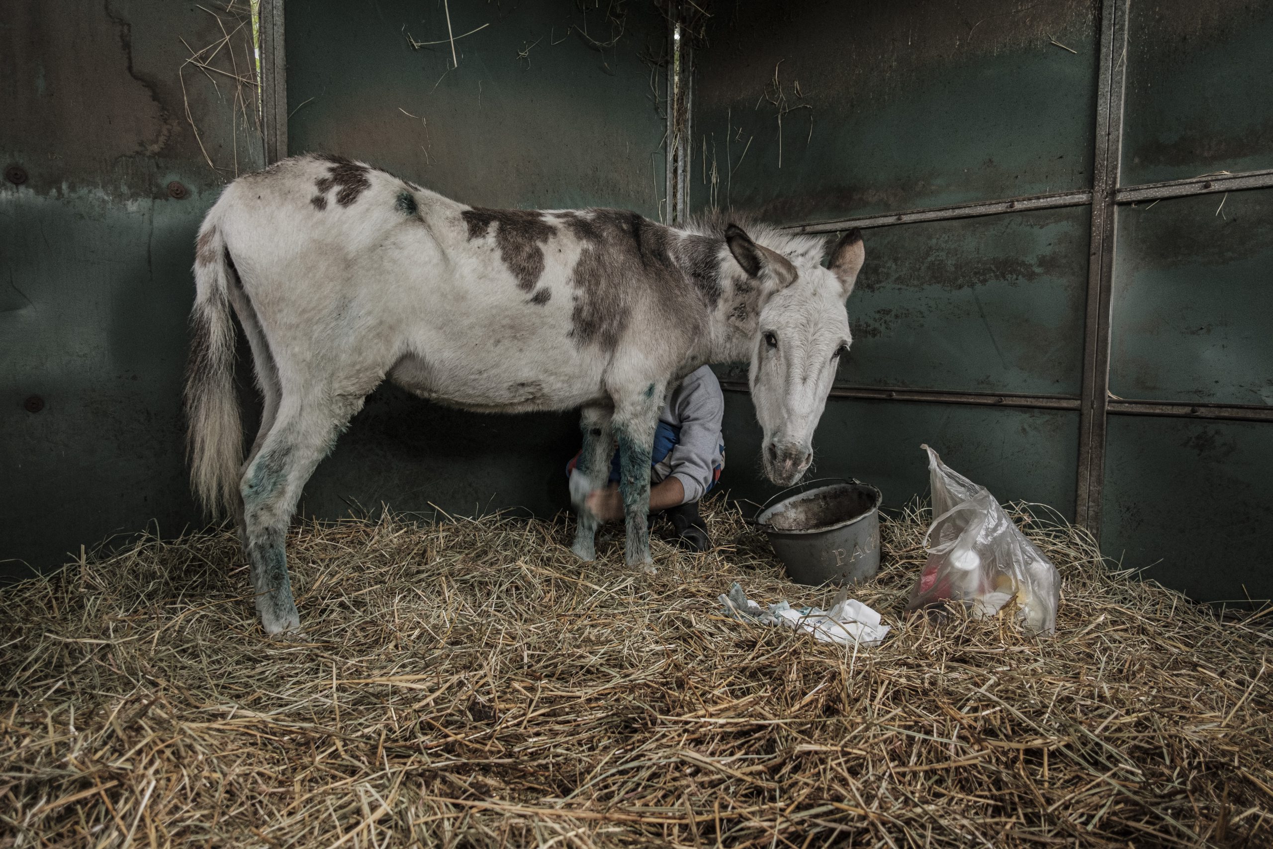 soins-ane-les-amis-du-cheval-strasbourg