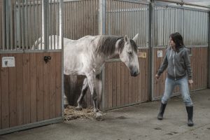 sortie-chevaux-les-amis-du-cheval-strasbourg