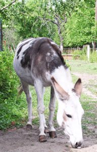 Vanille-Les-Amis-du-Cheval-Strasbourg