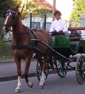 rene-schuler-les-amis-du-cheval-strasbourg