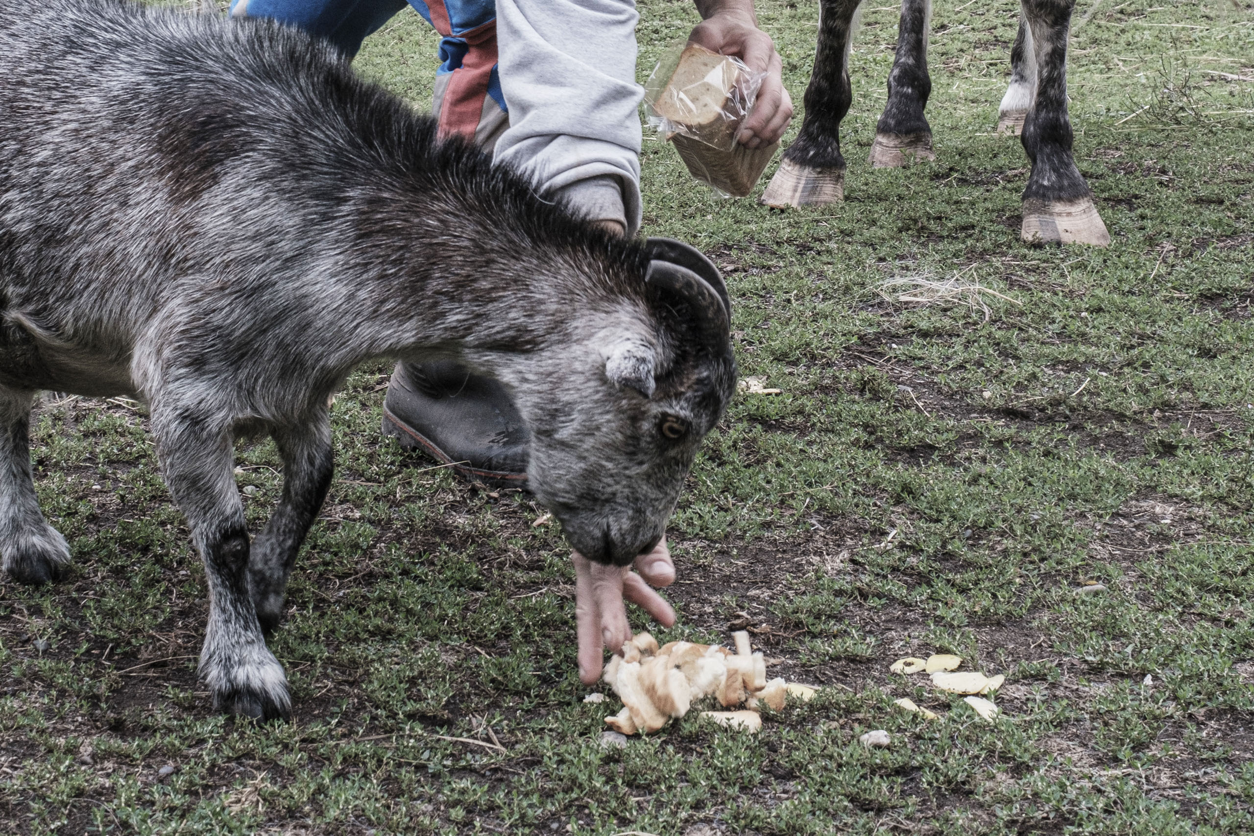 chevre-phoebe-nourrissage-don-association-les-amis-du-cheval-strasbourg