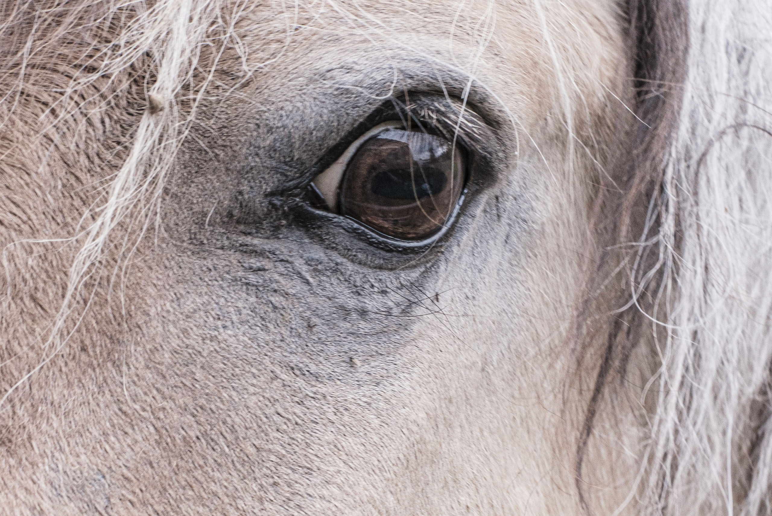 cheval-association-les-amis-du-cheval-de-strasbourg